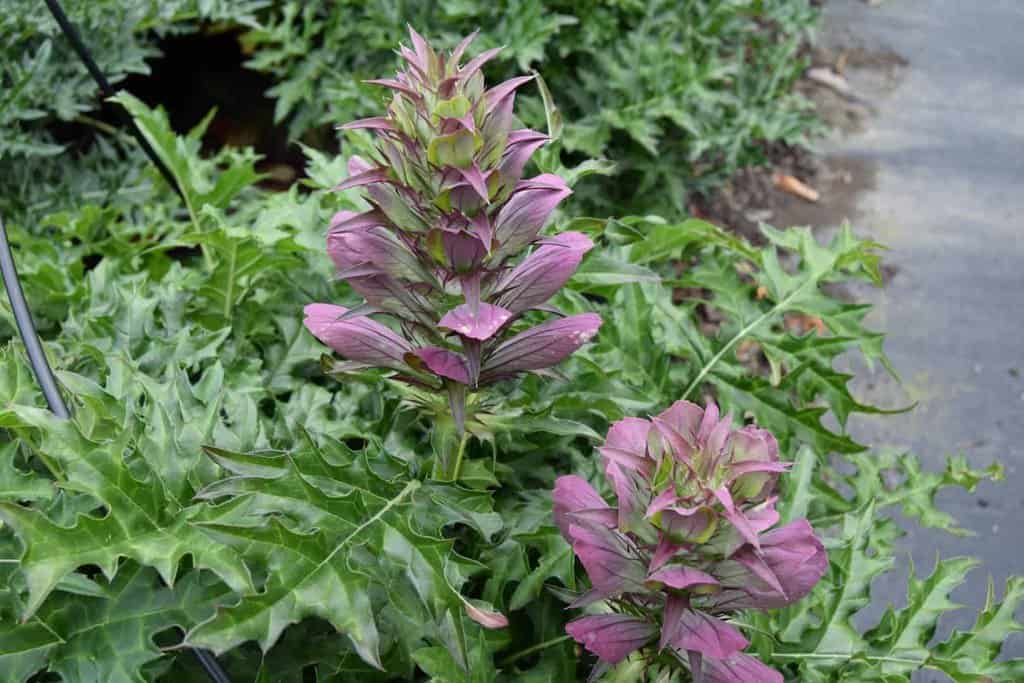 Acanthus spinosus ---